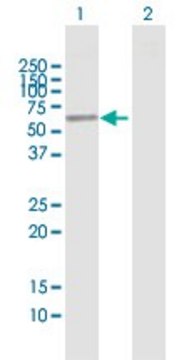 Anti-ENPP4 antibody produced in mouse purified immunoglobulin, buffered aqueous solution