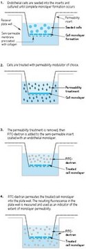 In Vitro Vascular Permeability Assay (96-well) This In Vitro Vascular Permeability Assay kit employs a 96-well plate, and provides an efficient system for evaluating the effects of chemicals &amp; drug compounds on endothelial cell adsorption, transport &amp; permeability.