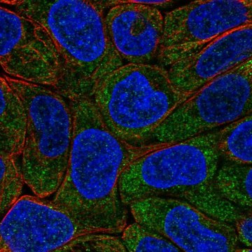 Anti-EIF2B5 antibody produced in rabbit Prestige Antibodies&#174; Powered by Atlas Antibodies, affinity isolated antibody