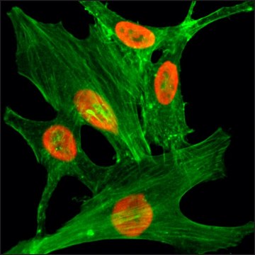 Anti-Acetyl-Histone H2A.Z (Lys4) antibody, Rabbit monoclonal recombinant, expressed in HEK 293 cells, clone RM221, purified immunoglobulin