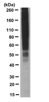 Anti-Ubiquitin (pan) Antibody, UbiSite&#8482; ,clone 2G7B8 clone 2G7B8, from mouse