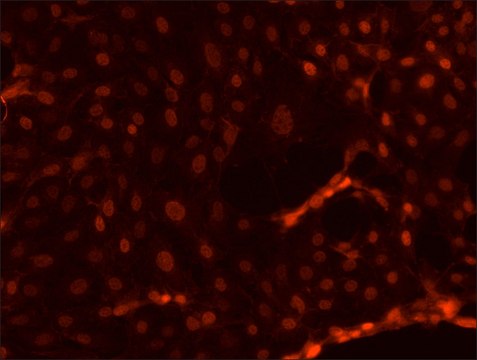 Anti-TFE3 antibody produced in rabbit affinity isolated antibody, buffered aqueous solution