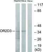 Anti-OR2D3 antibody produced in rabbit affinity isolated antibody