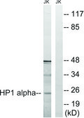 Anti-HP1 α antibody produced in rabbit affinity isolated antibody