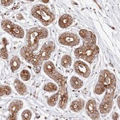 Anti-COMMD3 antibody produced in rabbit Prestige Antibodies® Powered by Atlas Antibodies, affinity isolated antibody, buffered aqueous glycerol solution