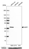 抗-NUBP1 兔抗 Prestige Antibodies® Powered by Atlas Antibodies, affinity isolated antibody, buffered aqueous glycerol solution