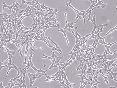 YUMM3.3 Mouse Melanoma Cell Line