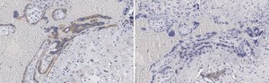 Anti-Angiopoietin-2 Antibody, clone 4L18 ZooMAb® Rabbit Monoclonal recombinant, expressed in HEK 293 cells