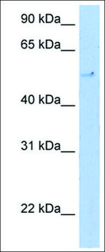 Anti-TERF2 antibody produced in rabbit IgG fraction of antiserum