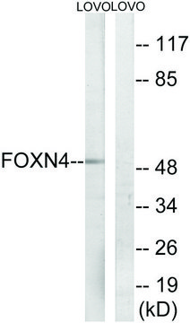 Anti-FOXN4 antibody produced in rabbit affinity isolated antibody