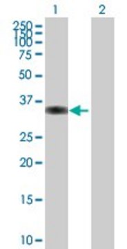 Anti-PPP1R3C antibody produced in mouse purified immunoglobulin, buffered aqueous solution