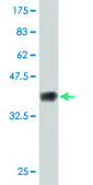 Monoclonal Anti-FBN1 antibody produced in mouse clone 3H6, purified immunoglobulin, buffered aqueous solution