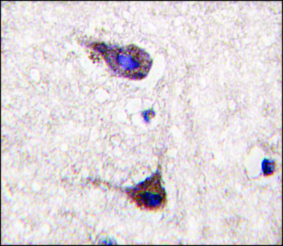 Anti-HS2ST1 (N-term) antibody produced in rabbit Ig fraction of antiserum, buffered aqueous solution