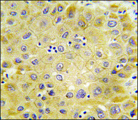 Anti-LRP3 (C-term) antibody produced in rabbit IgG fraction of antiserum, buffered aqueous solution