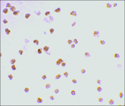 Anti-TLR7 antibody produced in rabbit affinity isolated antibody, buffered aqueous solution