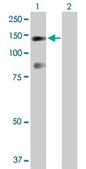 Anti-USP33 antibody produced in rabbit purified immunoglobulin, buffered aqueous solution