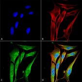 Monoclonal Anti-Copper Transporting Atpase 1 - Atto 390 antibody produced in mouse clone S60-4, purified immunoglobulin