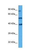 Anti-MFN2 (AB1) antibody produced in rabbit affinity isolated antibody