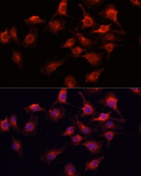 Anti-VEGFA antibody produced in rabbit