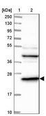 Anti-DTYMK antibody produced in rabbit Prestige Antibodies&#174; Powered by Atlas Antibodies, affinity isolated antibody, buffered aqueous glycerol solution