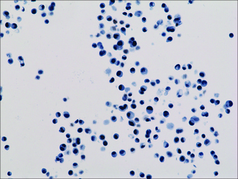 Anti-Acetyl-Histone H3 (Lys18) antibody, Rabbit monoclonal recombinant, expressed in HEK 293 cells, clone RM166, purified immunoglobulin