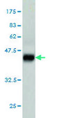 Monoclonal Anti-RPS6KB1, (C-terminal) antibody produced in mouse clone 1E10, purified immunoglobulin, buffered aqueous solution