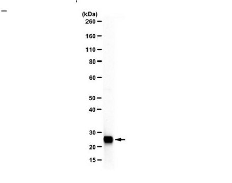 Anti-TFAM serum, from rabbit