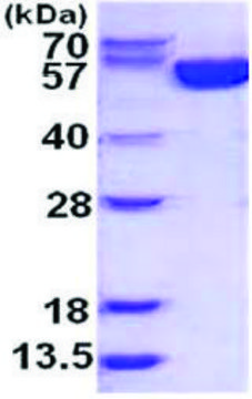 G6PD 人 recombinant, expressed in E. coli, &#8805;95% (SDS-PAGE)