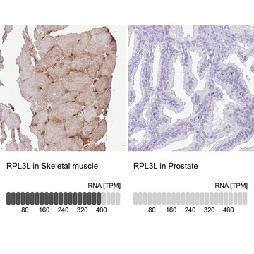 Anti-RPL3L antibody produced in rabbit Prestige Antibodies&#174; Powered by Atlas Antibodies, affinity isolated antibody, buffered aqueous glycerol solution