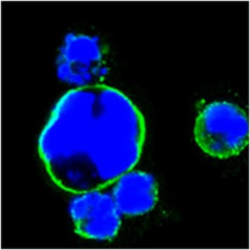 Anti-ISL1 Antibody, clone 1H9 ascites fluid, clone 1H9, from mouse