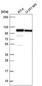 Anti-CTNNA1 antibody produced in rabbit Prestige Antibodies® Powered by Atlas Antibodies, affinity isolated antibody