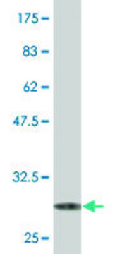 Monoclonal Anti-SRD5A2 antibody produced in mouse clone 1F4, purified immunoglobulin, buffered aqueous solution