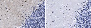 Anti-NOS1 Antibody, clone 1F14 ZooMAb® Rabbit Monoclonal recombinant, expressed in HEK 293 cells