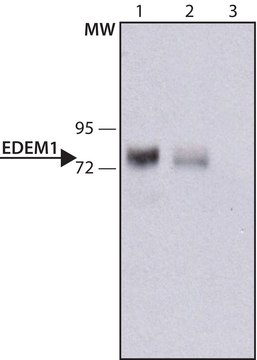 Anti-EDEM1 antibody,Mouse monoclonal clone EDEM1-17, purified from hybridoma cell culture