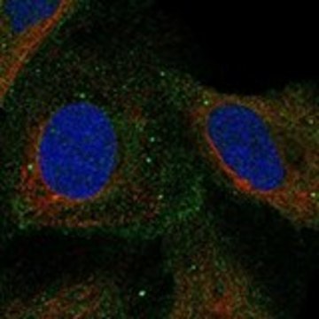 Anti-COMMD4 antibody produced in rabbit Prestige Antibodies&#174; Powered by Atlas Antibodies, affinity isolated antibody, buffered aqueous glycerol solution