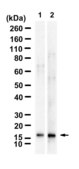 Anti-ISG15 Antibody, clone 3L15 ZooMAb® Rabbit Monoclonal recombinant, expressed in HEK 293 cells