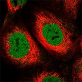 Anti-TET2 antibody produced in rabbit Prestige Antibodies® Powered by Atlas Antibodies, affinity isolated antibody, buffered aqueous glycerol solution