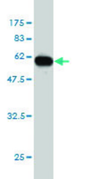 ANTI-ICOSLG antibody produced in mouse clone 4D12, purified immunoglobulin, buffered aqueous solution