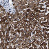 Anti-SFXN1 antibody produced in rabbit Prestige Antibodies® Powered by Atlas Antibodies, affinity isolated antibody, buffered aqueous glycerol solution