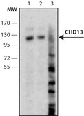 Monoclonal Anti-CDH13 antibody produced in mouse clone CAD-5, purified from hybridoma cell culture