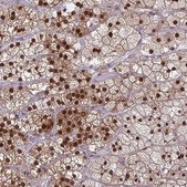 Anti-DNAJB1 antibody produced in rabbit Prestige Antibodies® Powered by Atlas Antibodies, affinity isolated antibody, buffered aqueous glycerol solution
