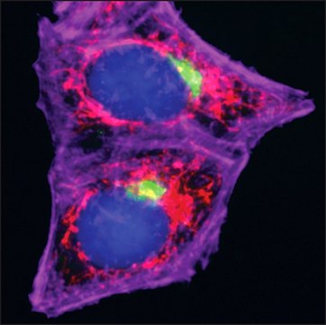 Anti-Mouse IgG (H+L), CF&#8482; 555 antibody produced in goat ~2&#160;mg/mL, affinity isolated antibody