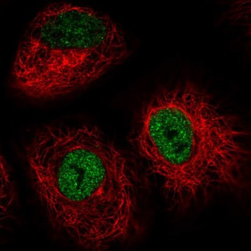 Anti-IRF2BP2 antibody produced in rabbit Prestige Antibodies&#174; Powered by Atlas Antibodies, affinity isolated antibody