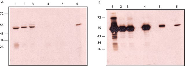 抗兔IgG，天然抗体，小鼠单克隆 小鼠抗 clone RabT-50, purified from hybridoma cell culture