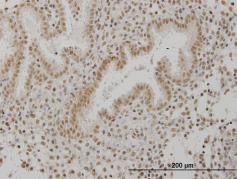 Monoclonal Anti-SCML1 antibody produced in mouse clone 4G3, purified immunoglobulin, buffered aqueous solution