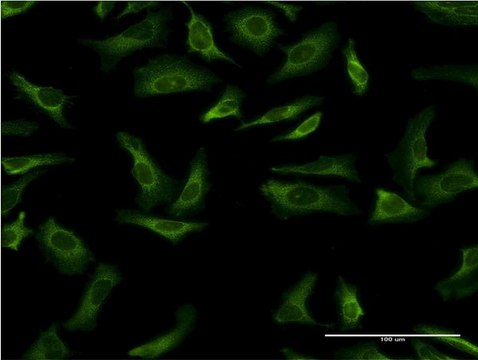 Monoclonal Anti-YWHAG antibody produced in mouse clone 1B4, purified immunoglobulin, buffered aqueous solution