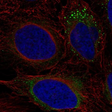 Anti-ADAMTS9 antibody produced in rabbit Prestige Antibodies&#174; Powered by Atlas Antibodies, affinity isolated antibody