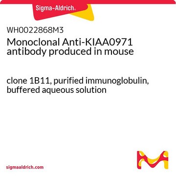 Monoclonal Anti-KIAA0971 antibody produced in mouse clone 1B11, purified immunoglobulin, buffered aqueous solution