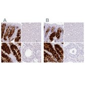 Anti-ZG16 antibody produced in rabbit Prestige Antibodies® Powered by Atlas Antibodies, affinity isolated antibody, buffered aqueous glycerol solution