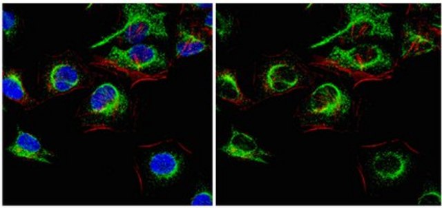 Anti-Caspase-8 (active form p18 subunit) Antibody, clone 2B12.1 clone 2B12.1, from mouse